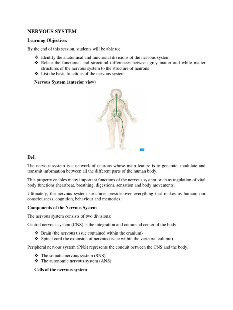 NERVOUS SYSTEM - Notes | PDF | Nervous System | Cerebrum