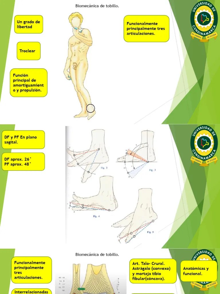 Biomecánica Tobillo Y Pie | PDF | Tobillo | Anatomía Humana