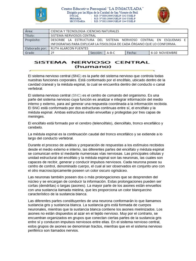 Sistema Nervioso Central - Cerebro | PDF | Cerebro | Sistema Nervioso