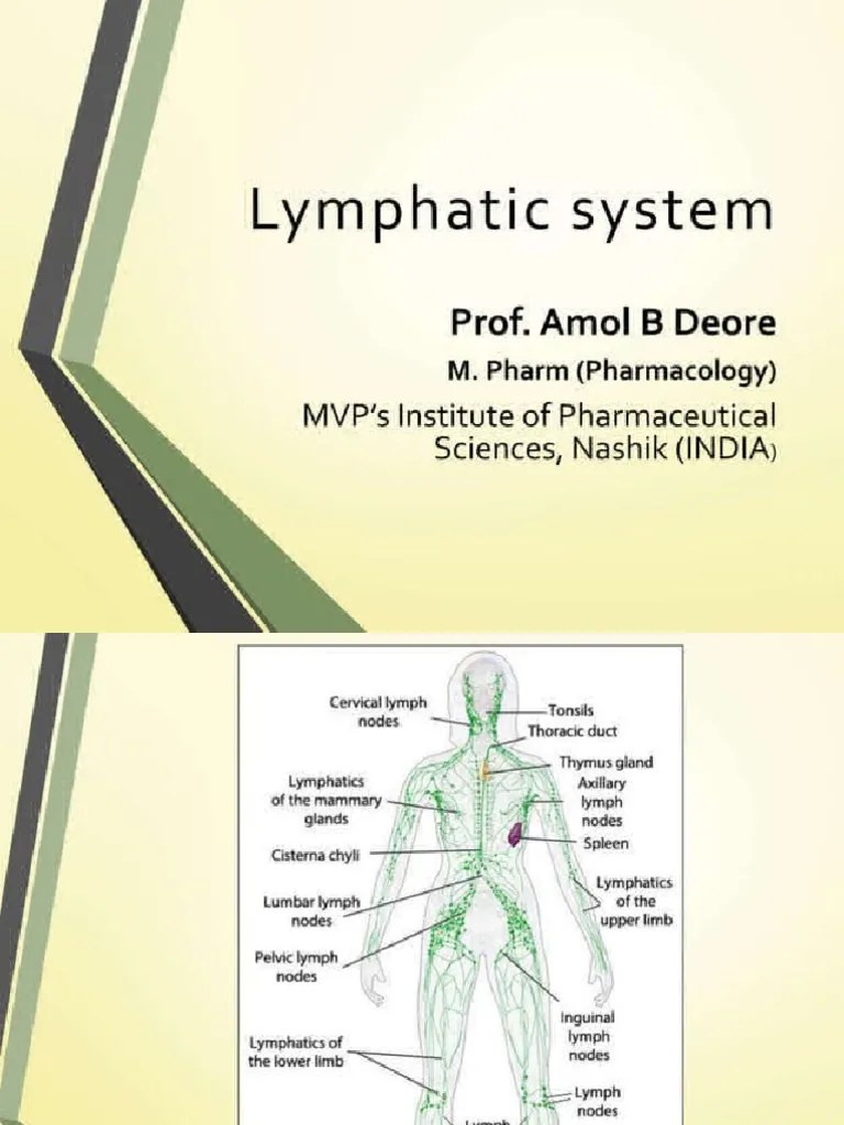 Lymphatic System | PDF