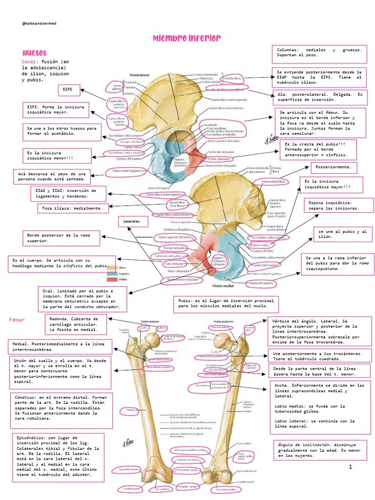 Miembro Inferior | PDF | Rodilla | Tobillo