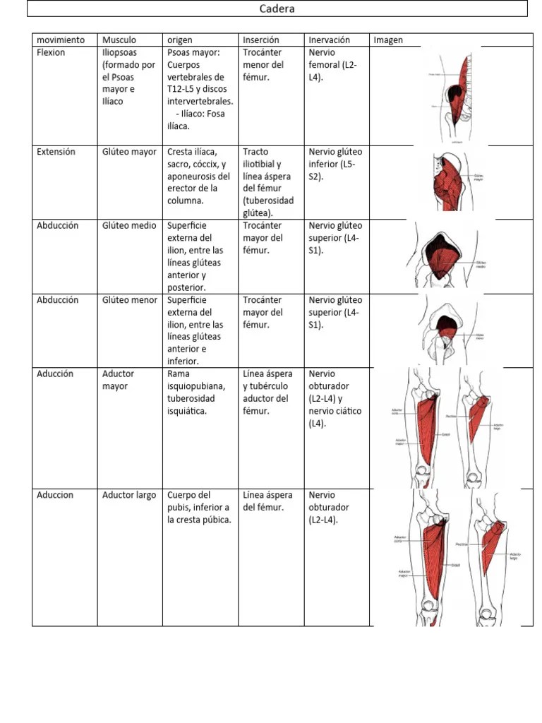 Musculos Cadera | PDF | Pie | Tejido Suave