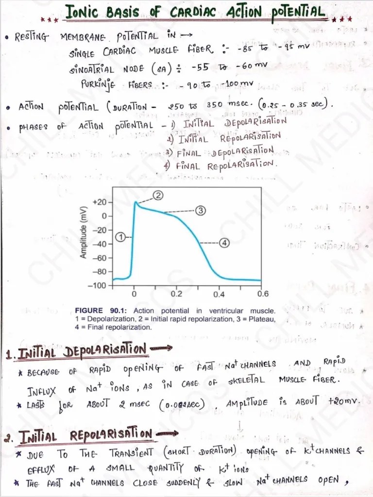 Cardiovascular System Physiology Notes | PDF