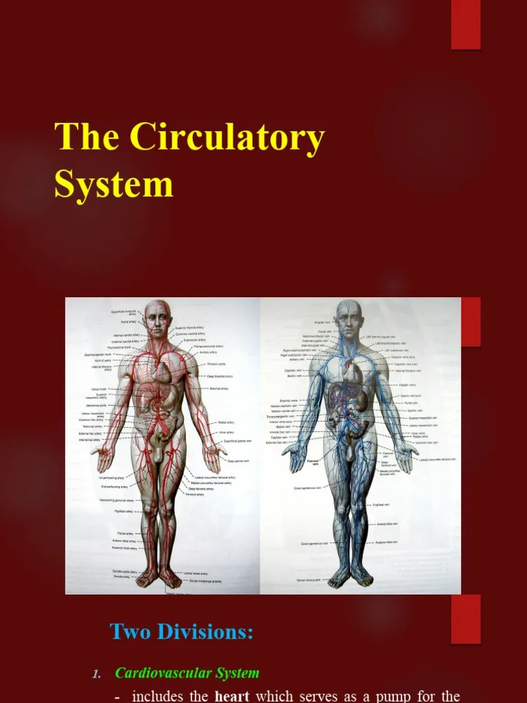 18 The Circulatory - Cardiovascular System | PDF | Vein | Heart Valve