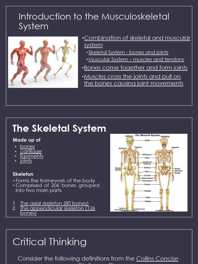 1.1 Skeletal System Presentation | PDF | Skeleton | Anatomical Terms Of ...
