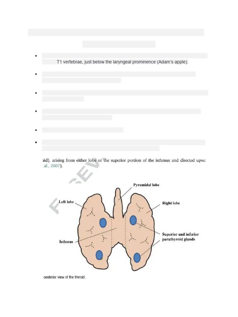 Structure & Function Of Thyroid Gland | PDF