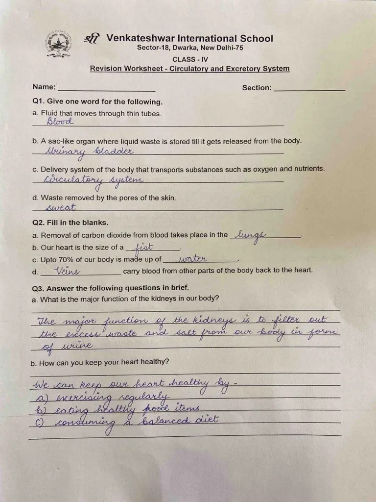 Answer Key - Circulatory & Excretory System | PDF