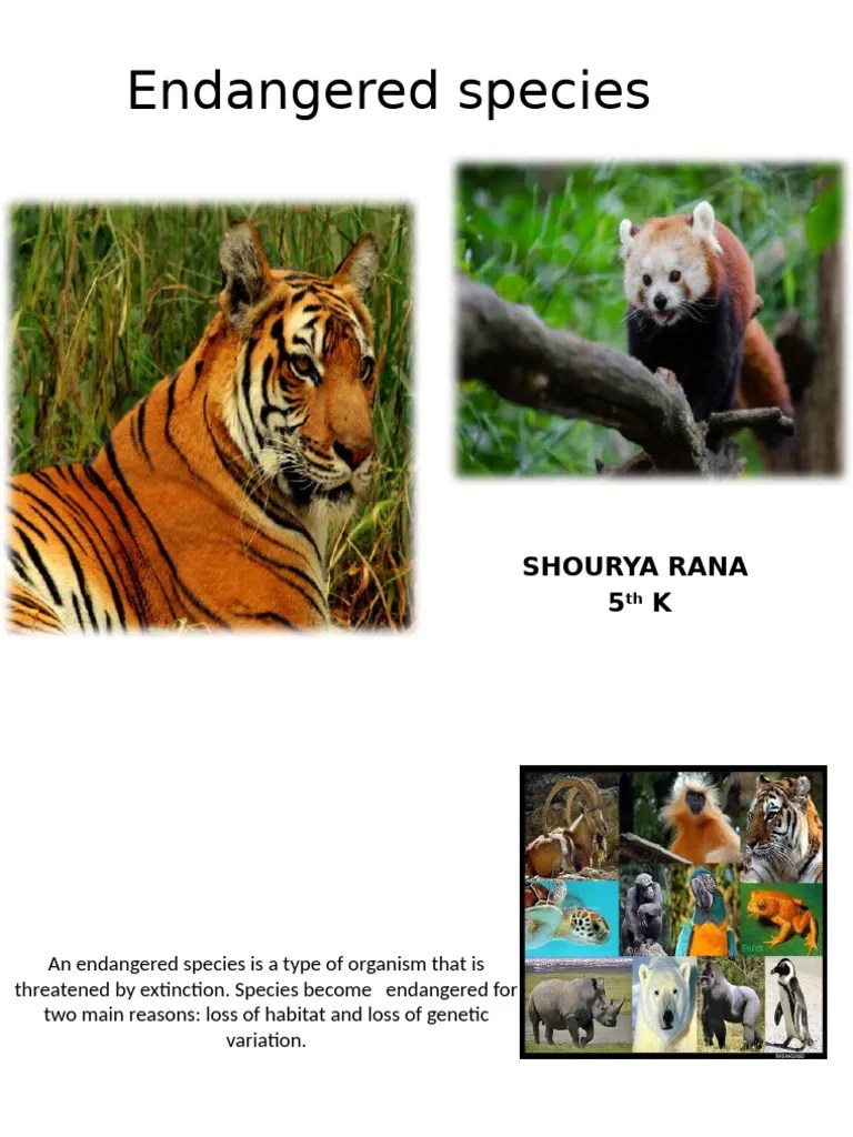 Endangered Species | PDF