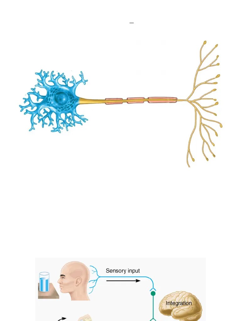 Lecture 5-Nervous System III | PDF