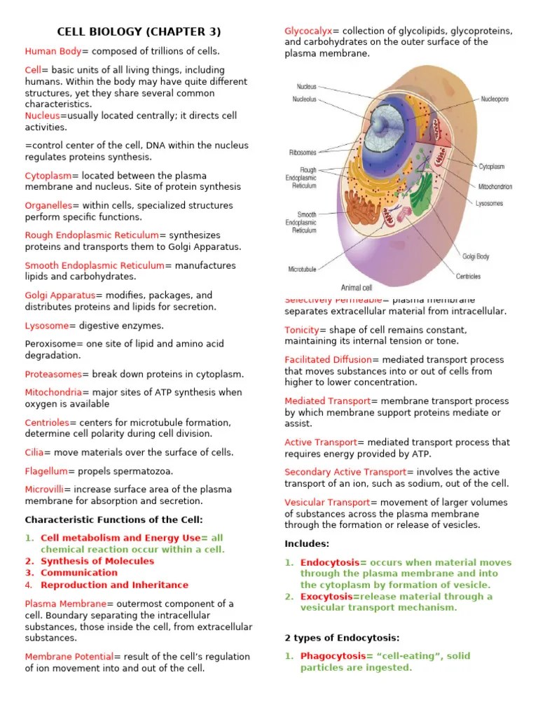 Chapter 3 Cell Biology | PDF
