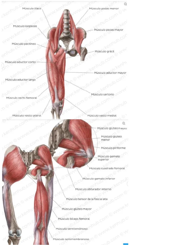 Musculos Miembro Inferior | PDF