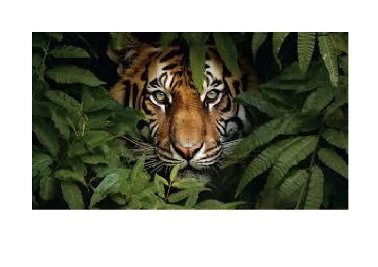 Tiger | PDF