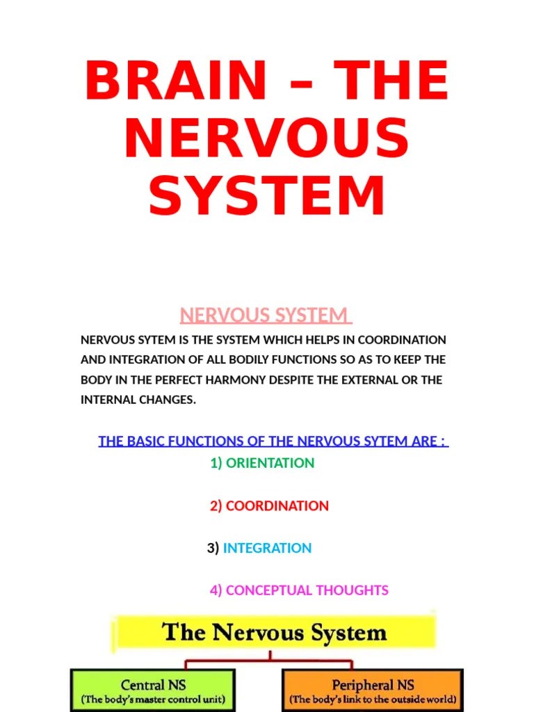 Brain – The Nervous System | PDF