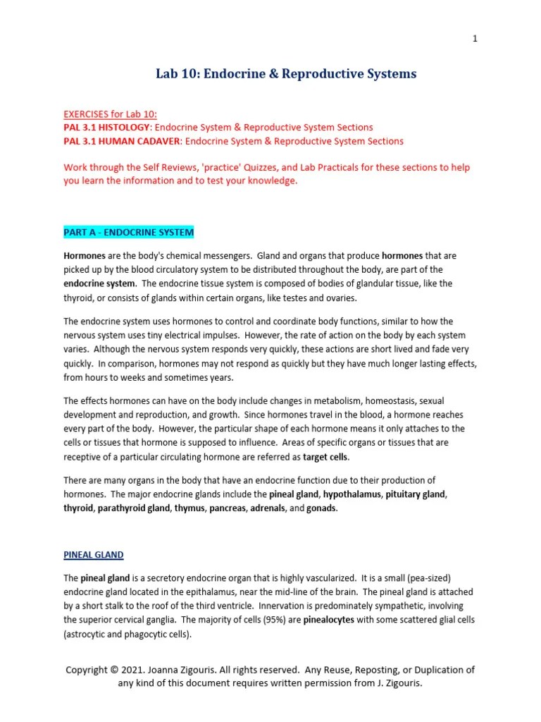 Lab 10 - Endocrine & Reproductive Systems Study Guide | PDF