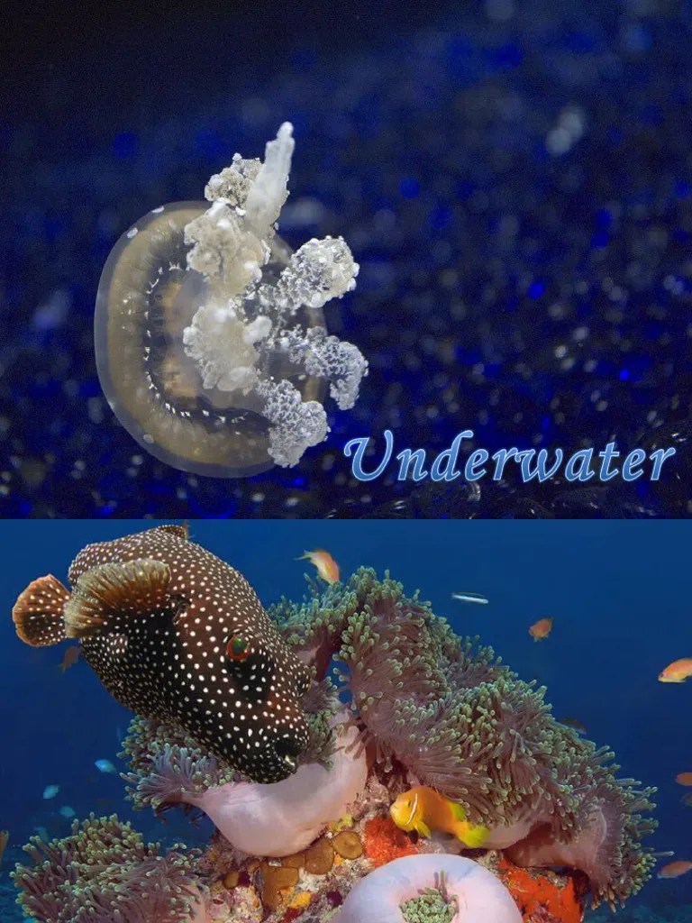 Underwater Like Youve Never Seen Before | PDF