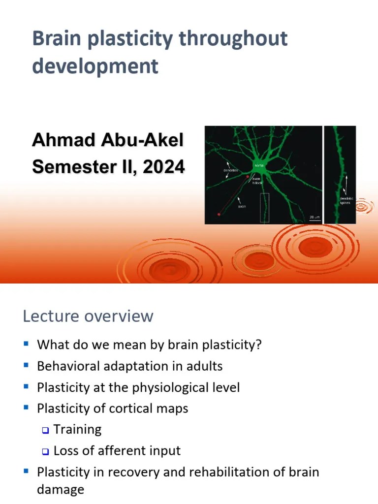 3 Brain Plasticity And Development 2024 | PDF