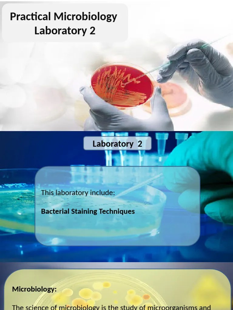 Laboratory 2 Bacterial Staining Techniques | PDF