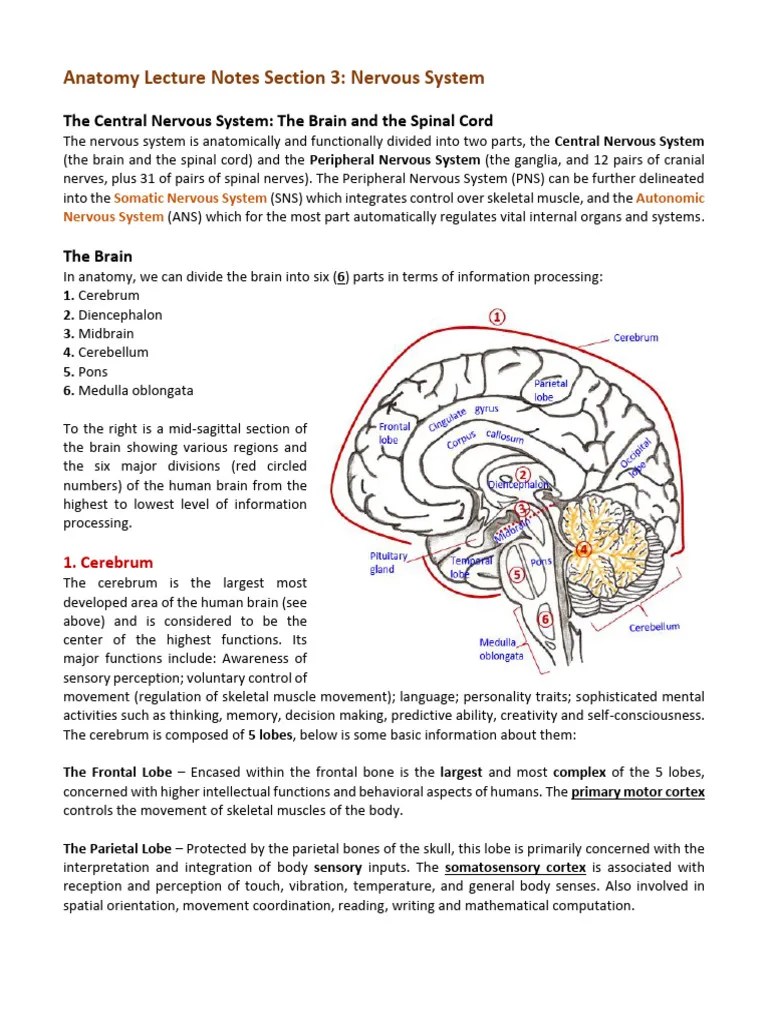 #9 Nervous System Lect Notes | PDF