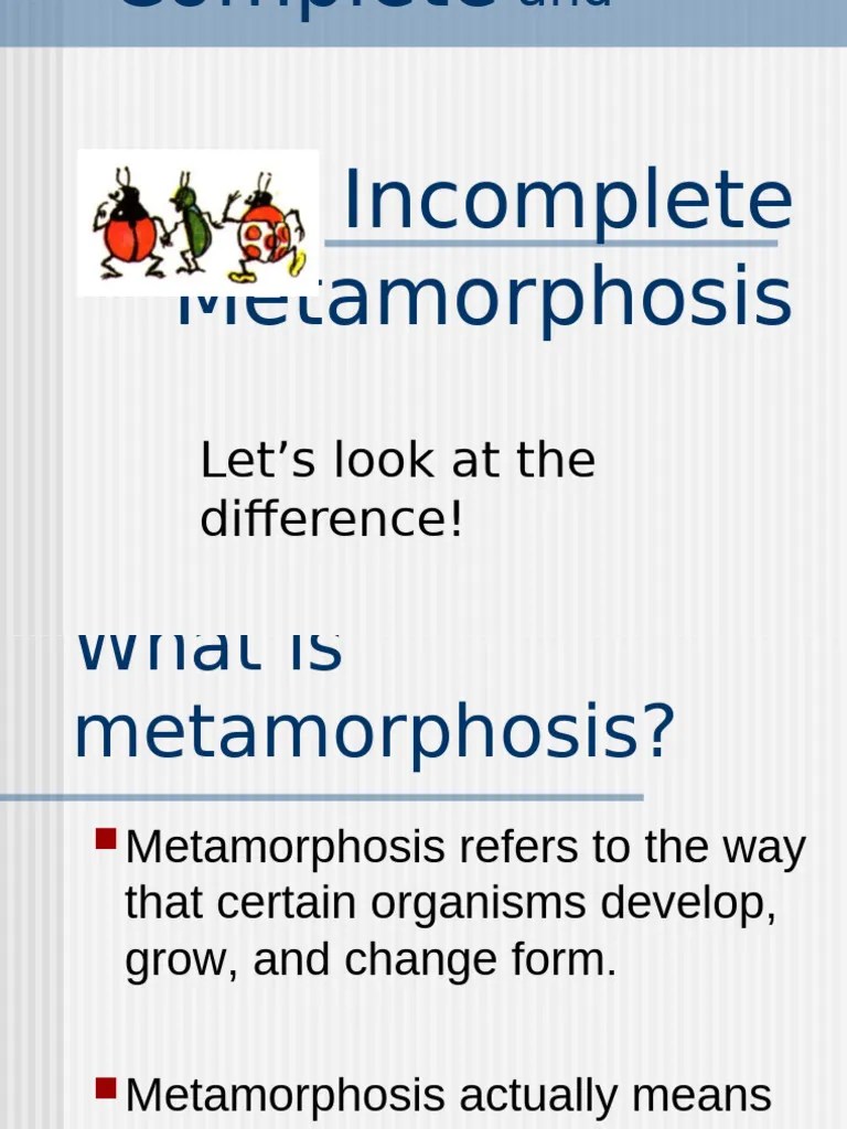 Metamorphosis PowerPoint | PDF
