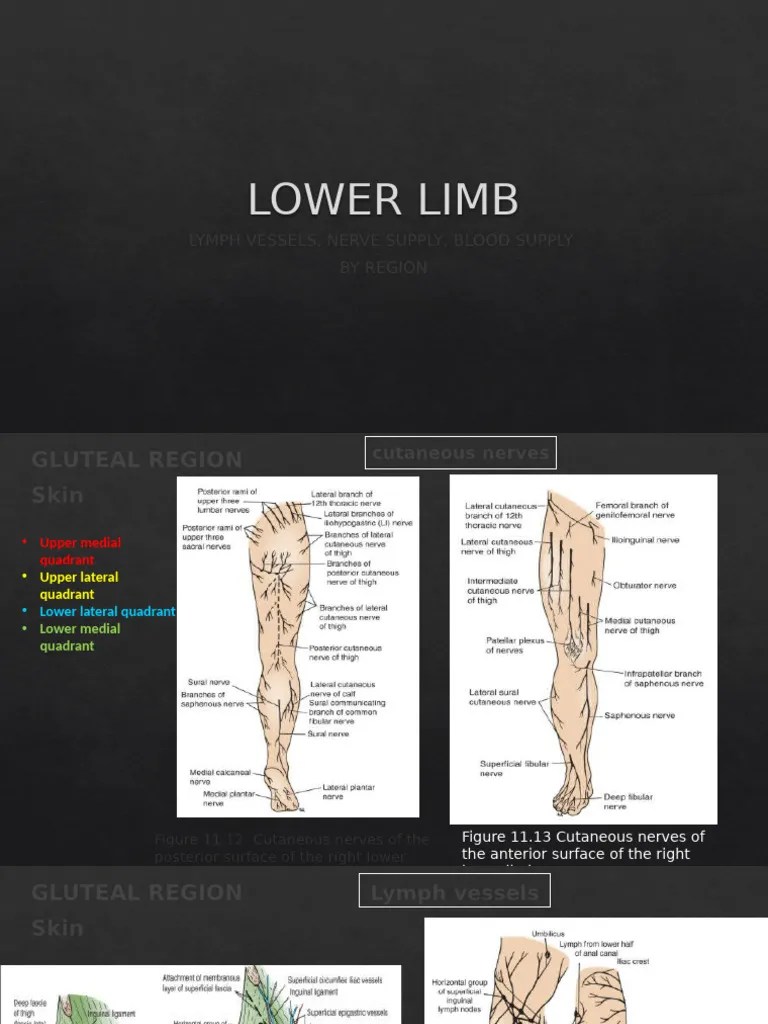 LOWER LIMB (Blood Supply, Nerve Supply. Lymph Vessels | PDF