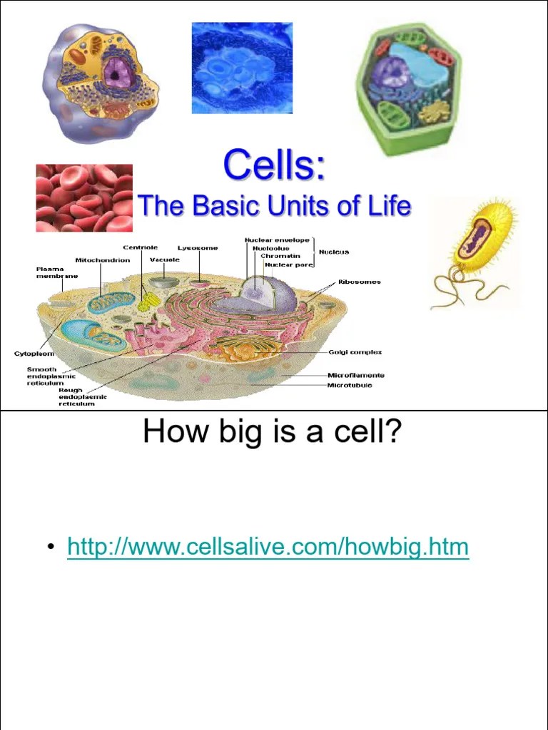 Cell-structure | PDF | Cell (Biology) | Endoplasmic Reticulum