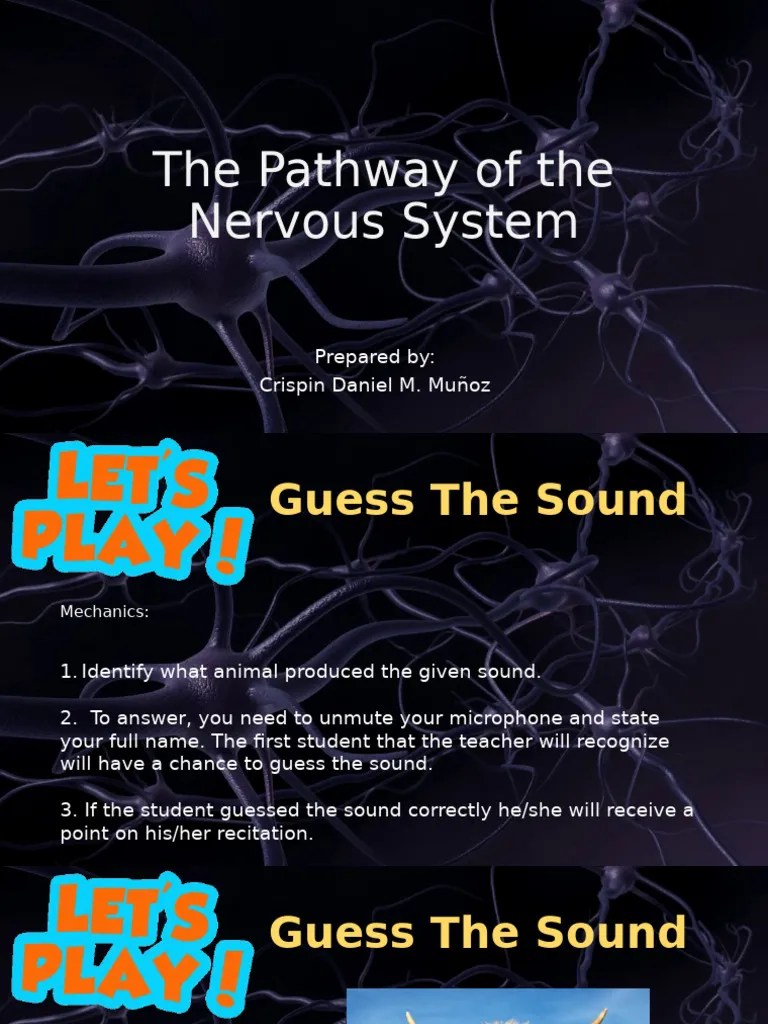 The Pathway Of The Nervous System | PDF | Neuron | Action Potential
