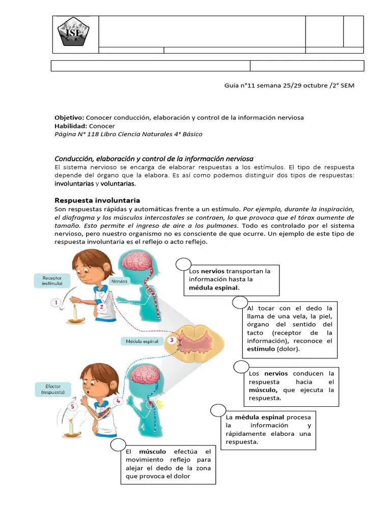 Guia-11-Cs.-Naturales-4°-Basicos | PDF | Ojo Humano | Nervio