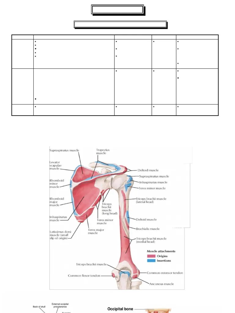 Anatomy Muscles Of Upper Limb 2018 | PDF | Thumb | Elbow