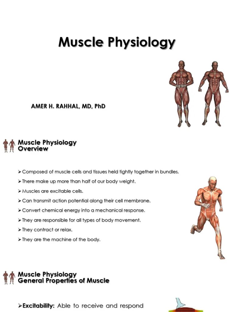 Lecture 6 Muscle Physiology | PDF | Muscle Contraction | Muscle