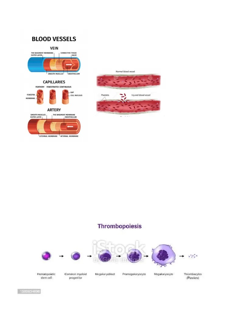 Hema Pdf