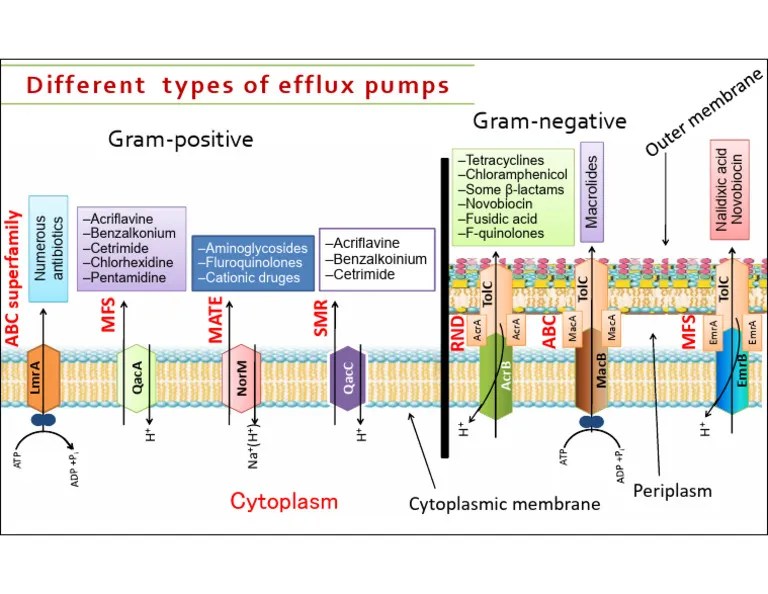 Types Of Efflux Pumps - Antibiotics | PDF | Structural Biology | Antibiotics