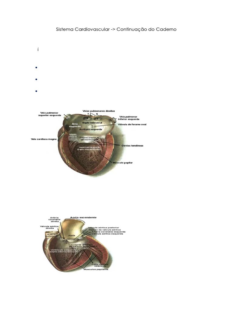 Sistema Cardiovascular | PDF | Coração | Ventrículo (coração)