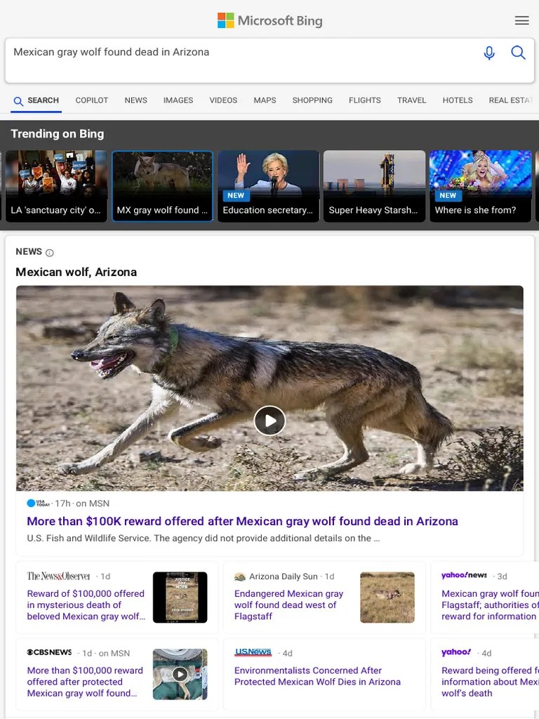 Mexican Gray Wolf Found Dead In Arizona - Search.p | PDF | Msn | Wolves