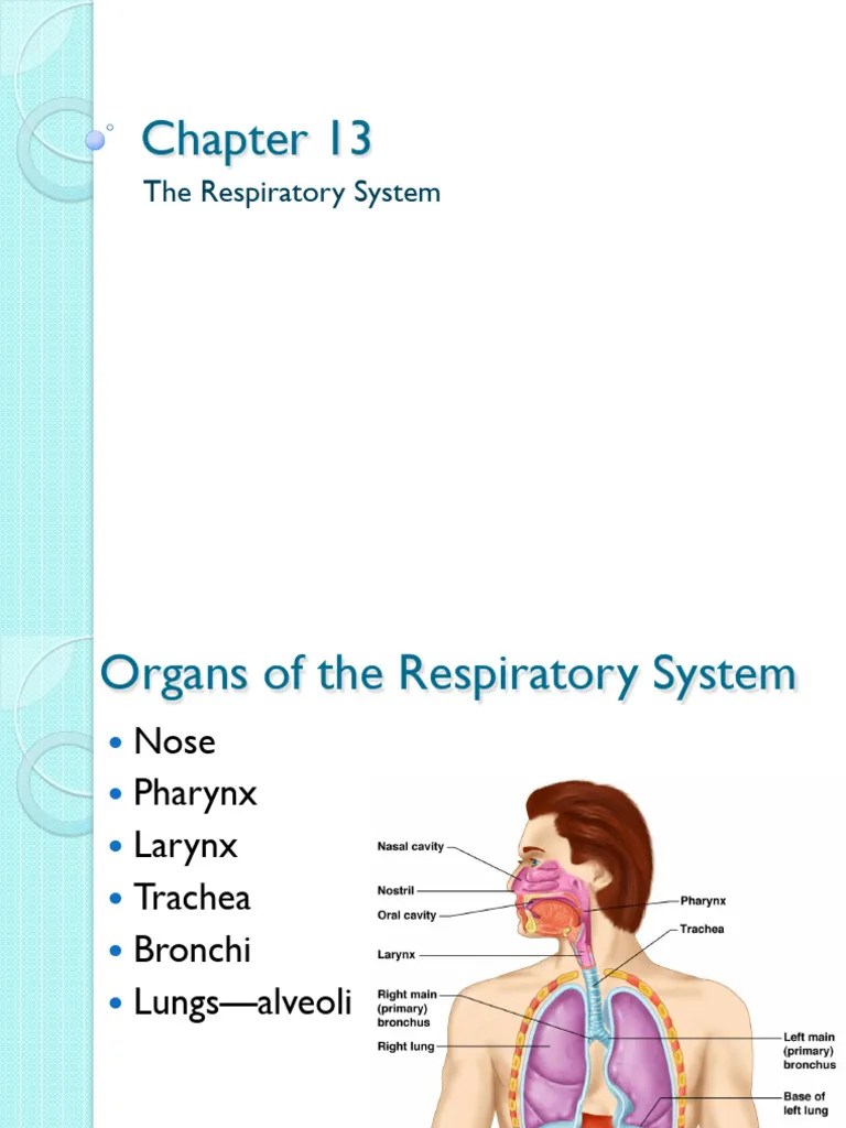 Respiratory Anatomy | PDF | Lung | Exhalation