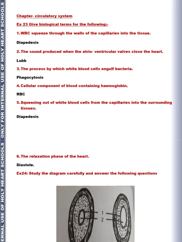 Circulatory System | PDF | Heart Valve | Heart