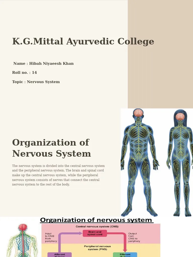 Nervous System | PDF | Nervous System | Central Nervous System