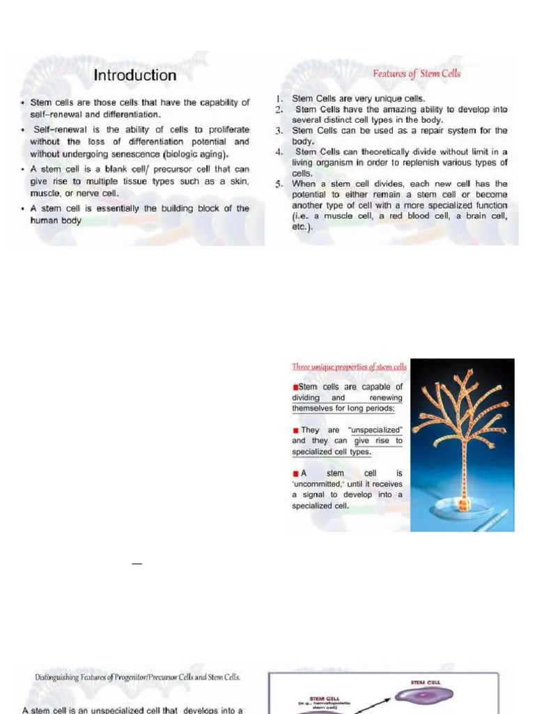 Stem Cells | PDF | Stem Cell | Embryonic Stem Cell