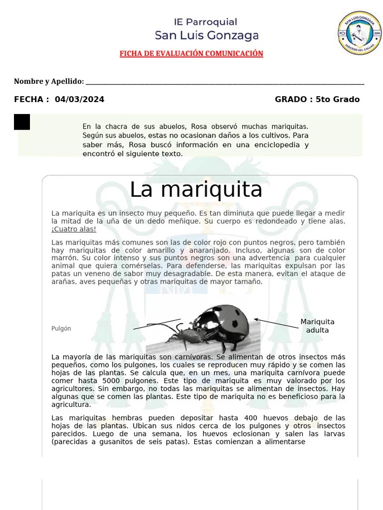 Evaluaci N Diagn Stica De Comunicaci N Escritura 5to Grado Pdf - Premium Vintage Design Gallery - 4K