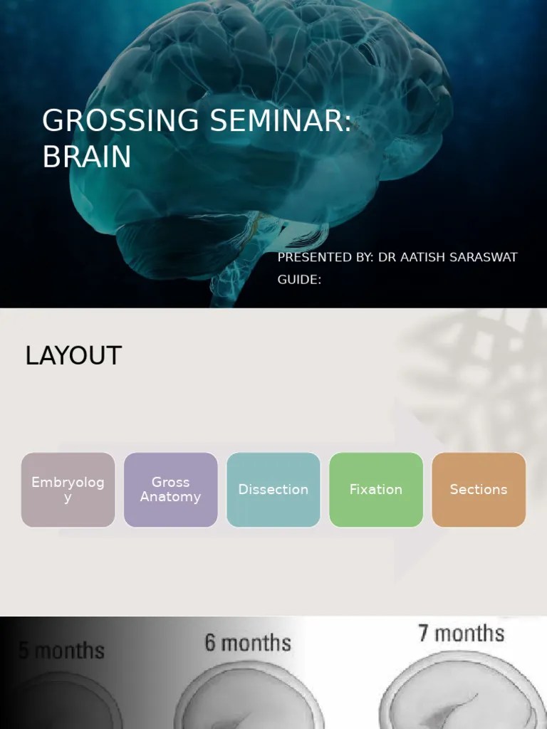 Brain Pdf Brainstem Cerebellum