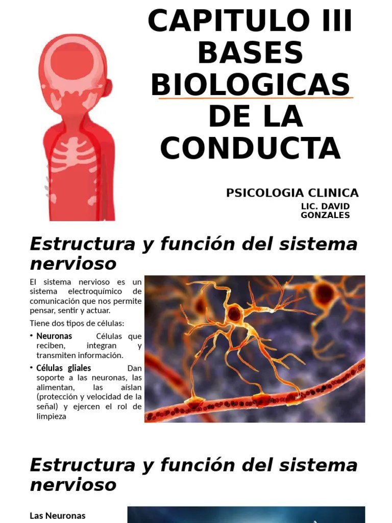 Bases Biologicas De La Conducta | PDF | Sistema Nervioso | Cerebro