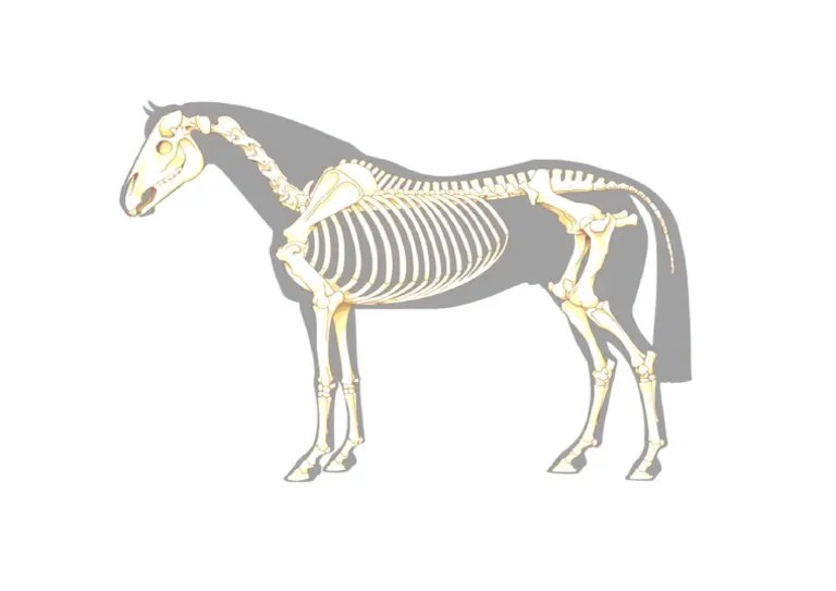 Esqueleto Equino Pdf