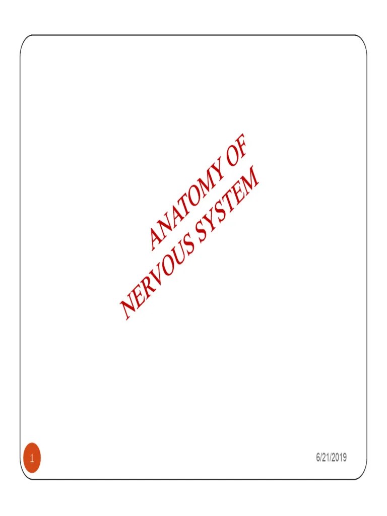 Nervous System | PDF | Ear | Central Nervous System