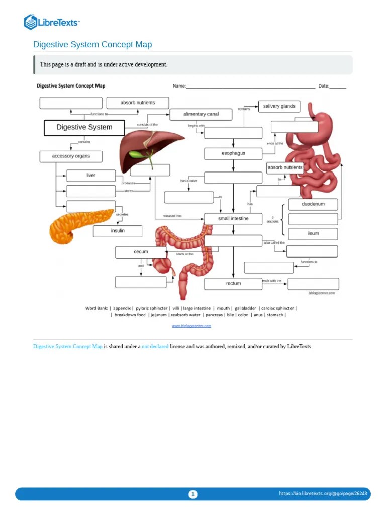 Homework 2 - Digestive - System - Concept - Map | PDF