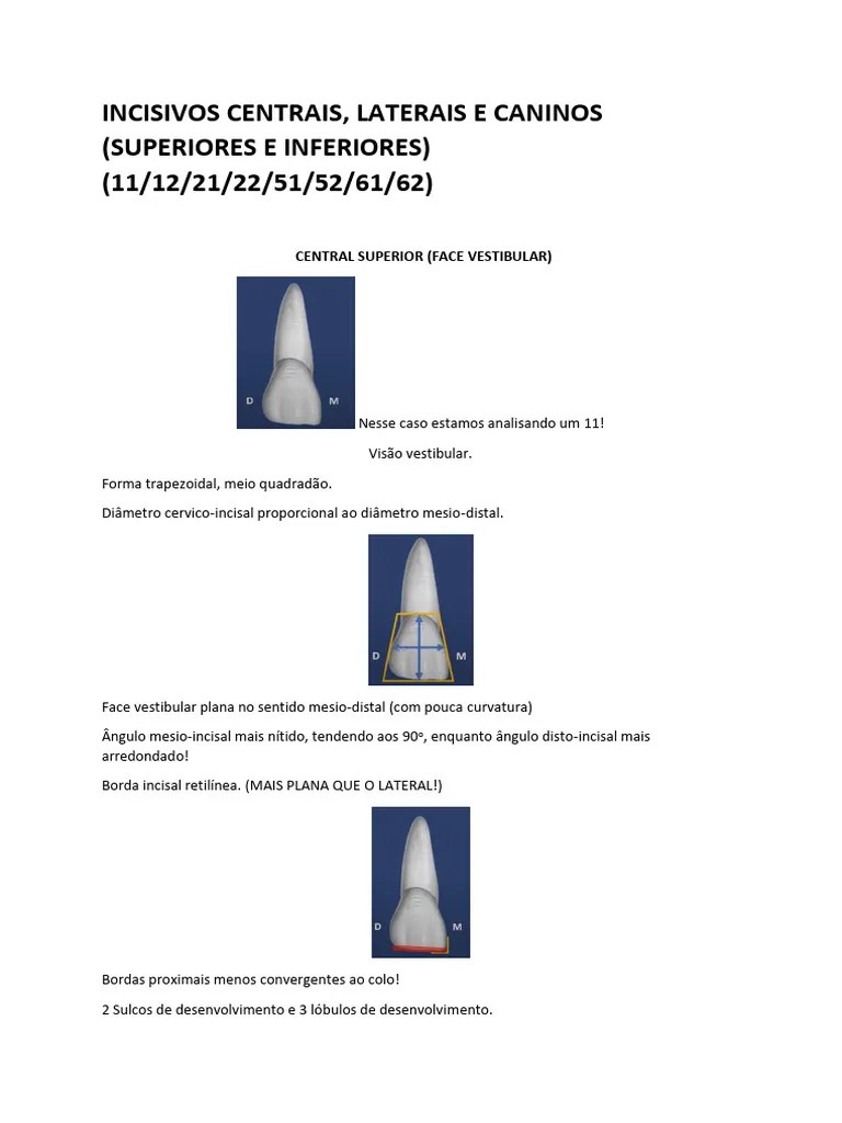Resumo Anatomia Dentária (Acidentes Anatômicos!) Completo | PDF ...