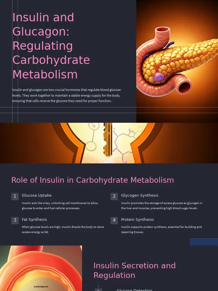 Insulin And Glucagon Regulating Carbohydrate Metabolism | PDF | Insulin ...