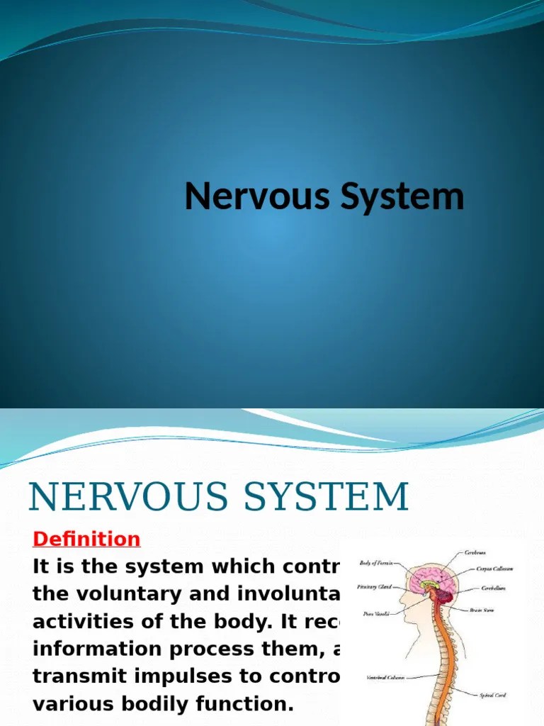 Nervous System | PDF