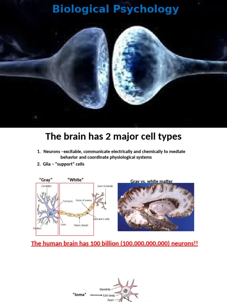 Lecture 3 Biopsychology SLIDES ONLY | PDF | Neuron | Chemical Synapse