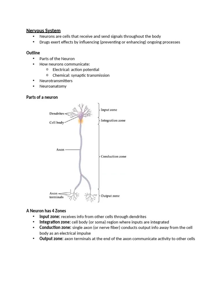 Week_3_-_Nervous_System | PDF | Neuron | Neurotransmitter