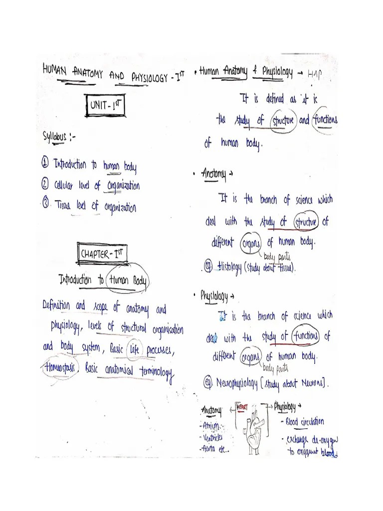 Chapter 1 Unit 1 Human Anatomy And Physiology 1 Pdf Biology