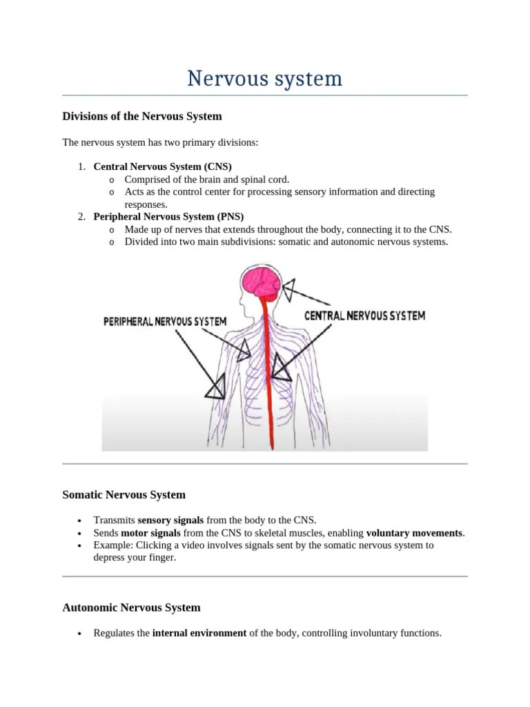 Nervous System Notes | PDF | Nervous System | Autonomic Nervous System